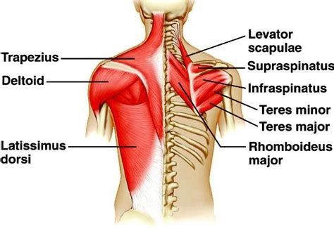 A strong lower back (even with lower back pain)